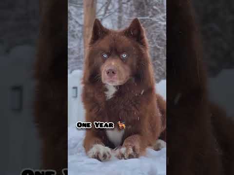 one Month to One Year Siberian husky transformation #feed #transformation#love#husky #cute#doglover