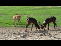 Antelopes Playing At San Diego Safari Park
