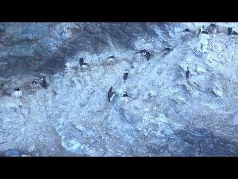 Imperial Cormorants near Brown Station, Antarctica (11.20.25)