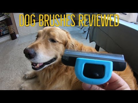 download lagu mp3 mp4 Best Deshedding Brush For Golden Retriever, download lagu Best Deshedding Brush For Golden Retriever gratis, unduh video klip Best Deshedding Brush For Golden Retriever
