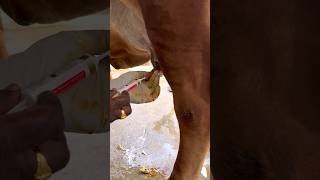 Partial insertion method of intra mammary antibiotic therapy in mastitis