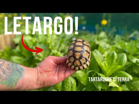 Hibernating Land Turtles with TartaItaly | *Eleven Giga*