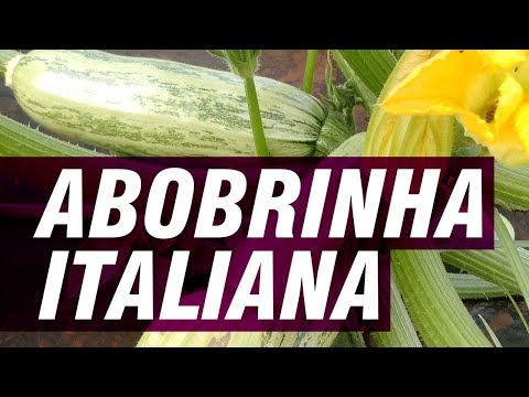 , title : 'Abobrinha Italiana: do plantio à colheita'