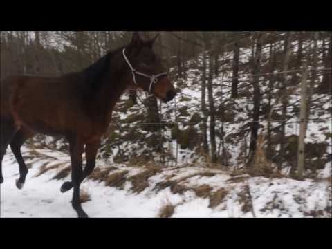 170311 Nirma running around while out on a walk (shortversion)