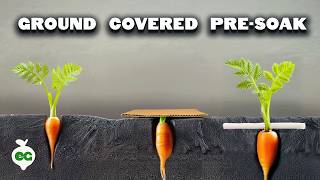 We Tested Every Carrot Germination Trick (One Blew Us Away)