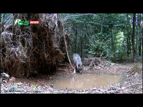 Tradate - Lupo nel Parco Pineta, meraviglia da tutelare