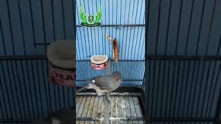 Download lagu SUARA MURAI AIR GACOR!!!... mp3 Download lagu SUARA MURAI AIR GACOR!!!... mp3