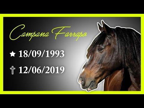CAMPANA FARRAPO: a great horse that will be missed...