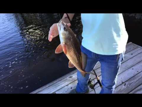 Catching redfish off the dock