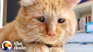 Sad Looking Cat Gets Adopted And Purrs For The First Time Ever | The Dodo by The Dodo