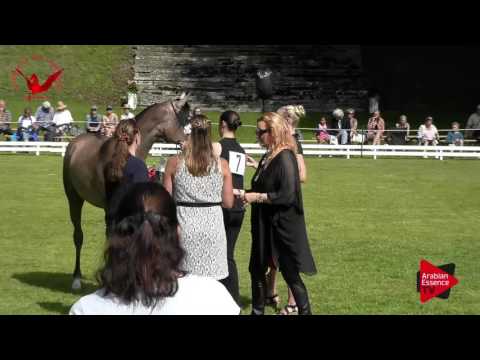 GOLD GELDINGS N.7 SA EUNIK - Scandinavian Open Championship 2017 - Geldings (Class 15-16)