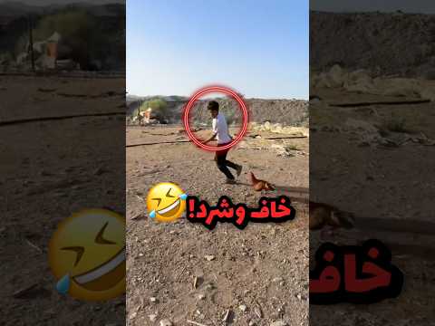 تحدى خوية انة يواجة الديك وذا قدر علية له 50 الف ريال!! 😂😂 #youtubeshorts