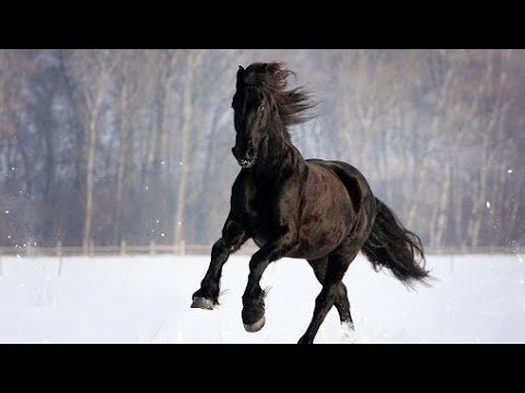 , title : 'Friesian Horse- Koń Fryzyjski- Friesenpferd'