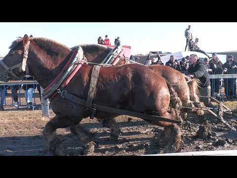 Draught Horses Doubles Competition Trei Movile - Bucovina February 14, 2026