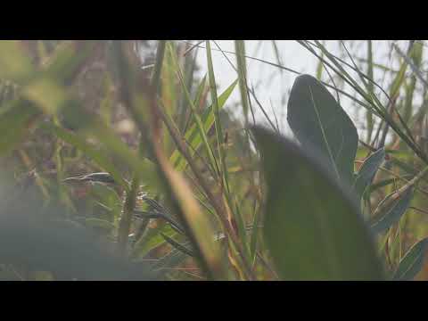 Old Cast P5 with Number 5 restrictor.