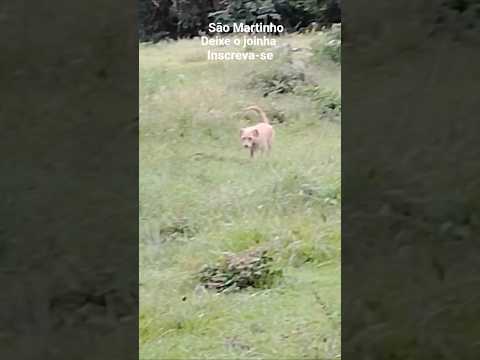 são Martinho