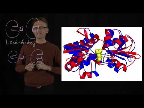 Lecture 09, concept 21: Conformational transitions - induced & selected fit