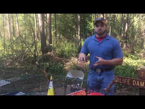 モグラかハタネズミか？