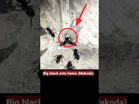 Big Black Ants Home (Makoda) #ants #animals #friendships