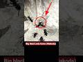Big Black Ants Home Makoda Ants Animals Friendships