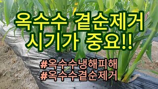 [옥수수재배] 옥수수 곁순제거 시기&방법