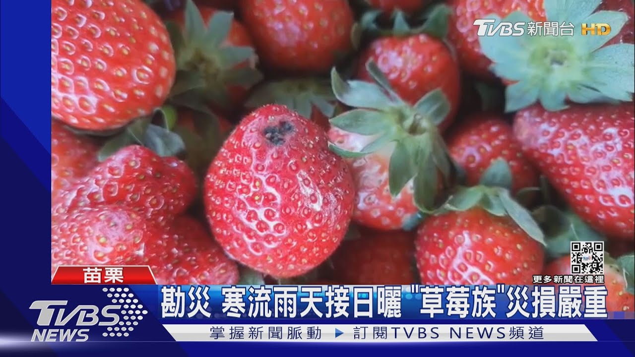 寒流雨天接日曬 苗栗「草莓族」災損嚴重