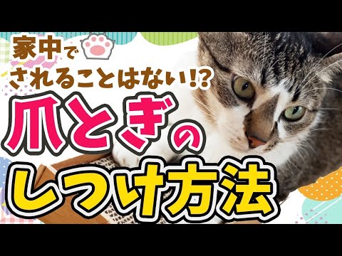 猫がソファを引っ掻くのを防ぐ解決策