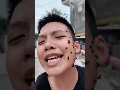 Mẹo đơn giản diệt ruồi để sinh tồn