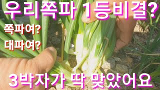 쪽파는 우리게 1등 이여요~김장재료 텃밭 전원일기