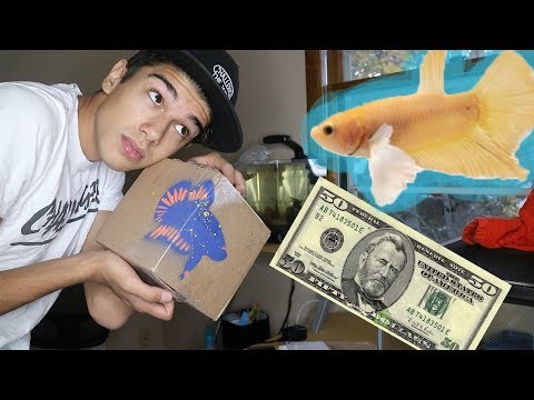 GETTING MY $50 BETTA FISH