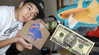 GETTING MY $50 BETTA FISH