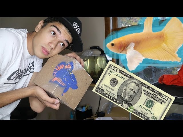 GETTING MY $50 BETTA FISH