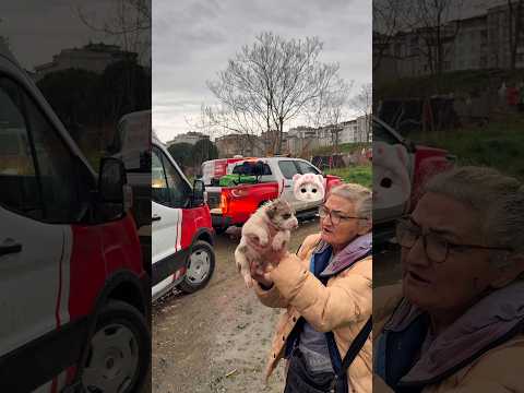 Kulübe yıkımına geldiler köpekleri toplamaya geldiler ben onlardan önce