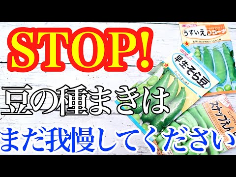 豆はいつ蒔くの？どうやって ？どの野菜と一緒に？リーダーに従う ！  庭園