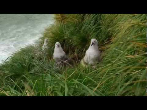 Albatros sivohlavý (Thalassarche chrysostoma) — kolónia Elsehul, Južná Georgia