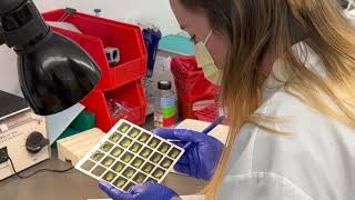 Tour a Fully-Automated Clinical Microbiology Lab