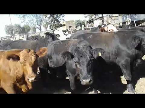 14 Novillos Angus Exportación 520/540 Kg. Gregorio Aberasturi SRL