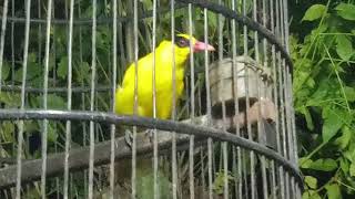 Download lagu kicauan kepodang emas di malam hari, pertanda apakah ini? mp3