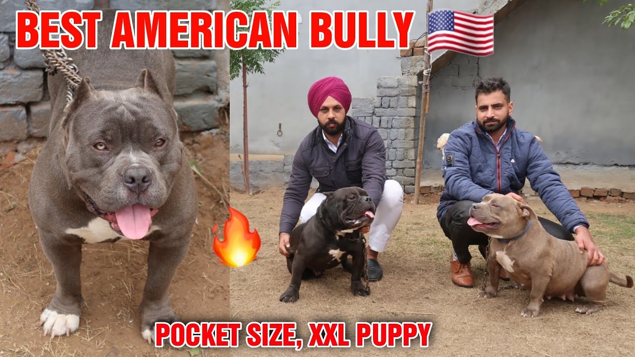 Best American Bully Dogs | American bully kennel india | French bulldog | Dog Market in India
