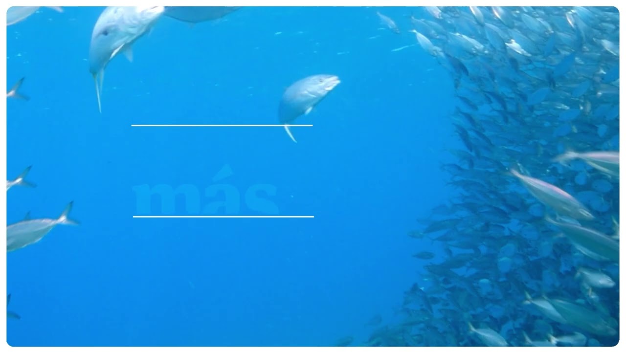 ES: C1: WOD_2025. Más peces.