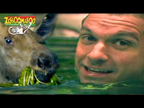 🐘 Zoboomafoo with the Kratt Brothers! HD | Full Episodes Compilation 🐘