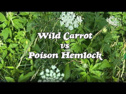 Learn to tell the differences in Wild Carrot and Poison Hemlock