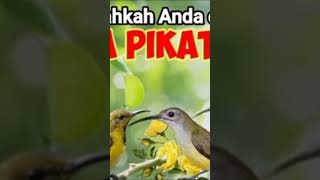 Download lagu suara pikat burung kecil paling ampuh #suarapikatburungkecil #shorts mp3