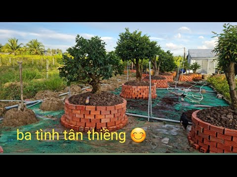 chia sẻ những cây mai trồng đất mai vàng ghép giảo Đa Phúc ngày 3 tháng 10 năm 2022