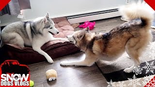 Crazy Husky Zoomies to start the Day