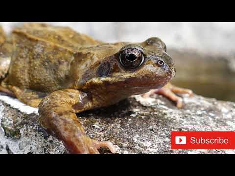 The different types of frogs, nature is very beautiful and diverse