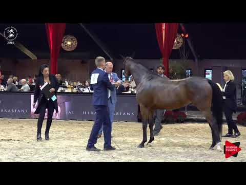 N.85 PRAGA - Lier 2018 - 3 Years Old Fillies (Class 5)