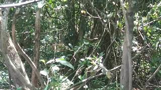 Download lagu Kehebatan murai buluh bakau mp3 Download lagu Kehebatan murai buluh bakau mp3