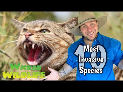 Australia’s 10 MOST invasive species :  No.4 The Feral Cat