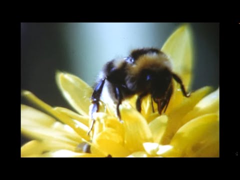 dwig - music for xxx